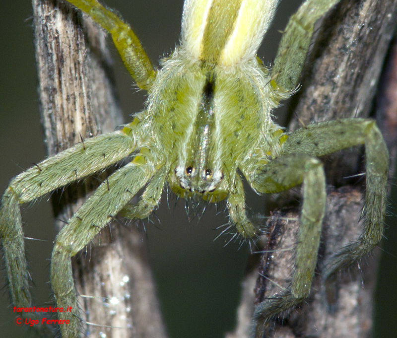Micrommata ligurina